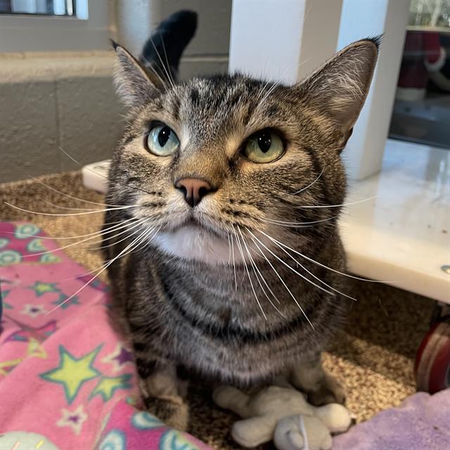 JACK, Adoptable, Adult Male Domestic Short Hair.