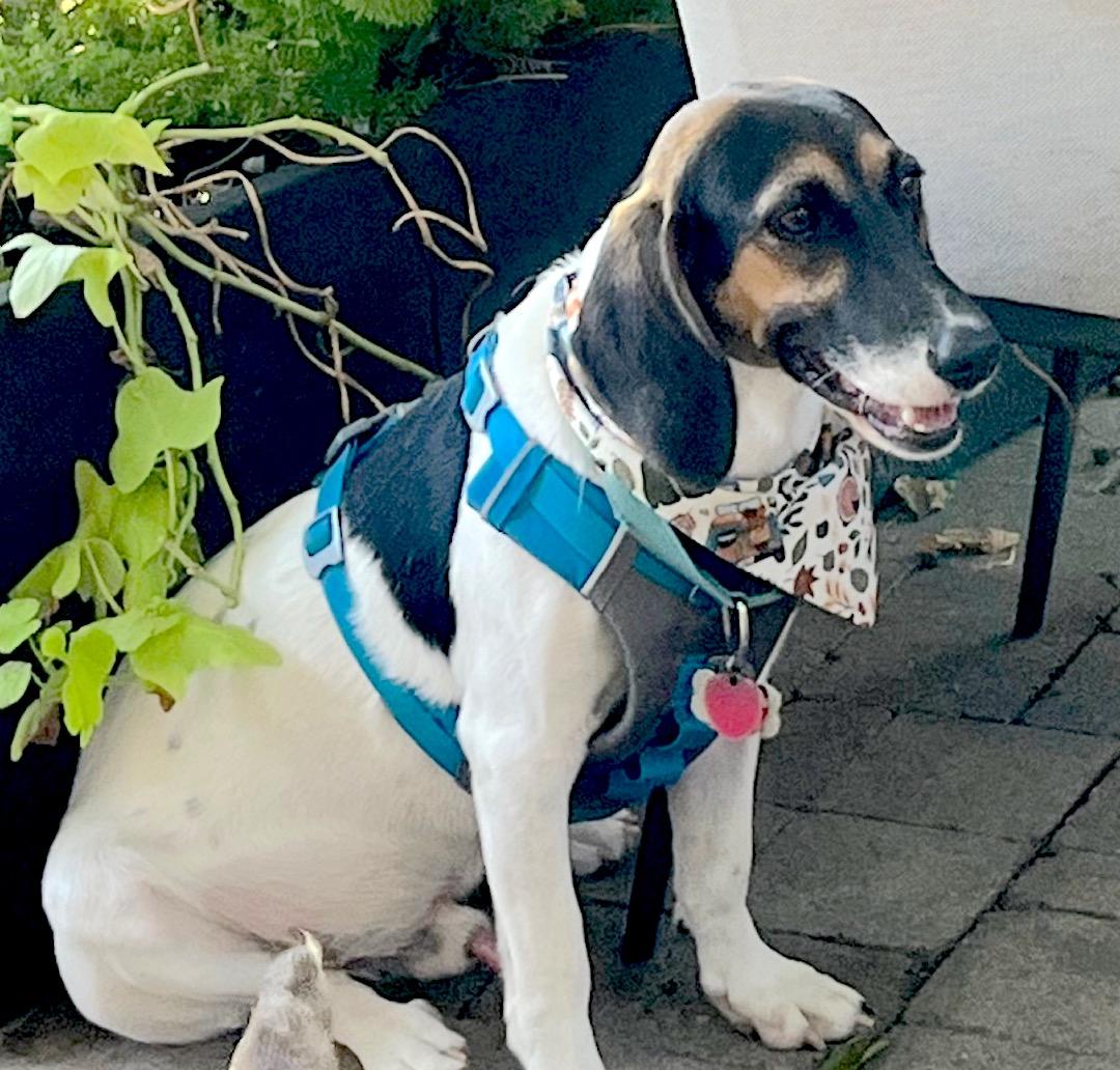 Pecan, a Adoptable mixed breed in Tomball, TX image 3/6