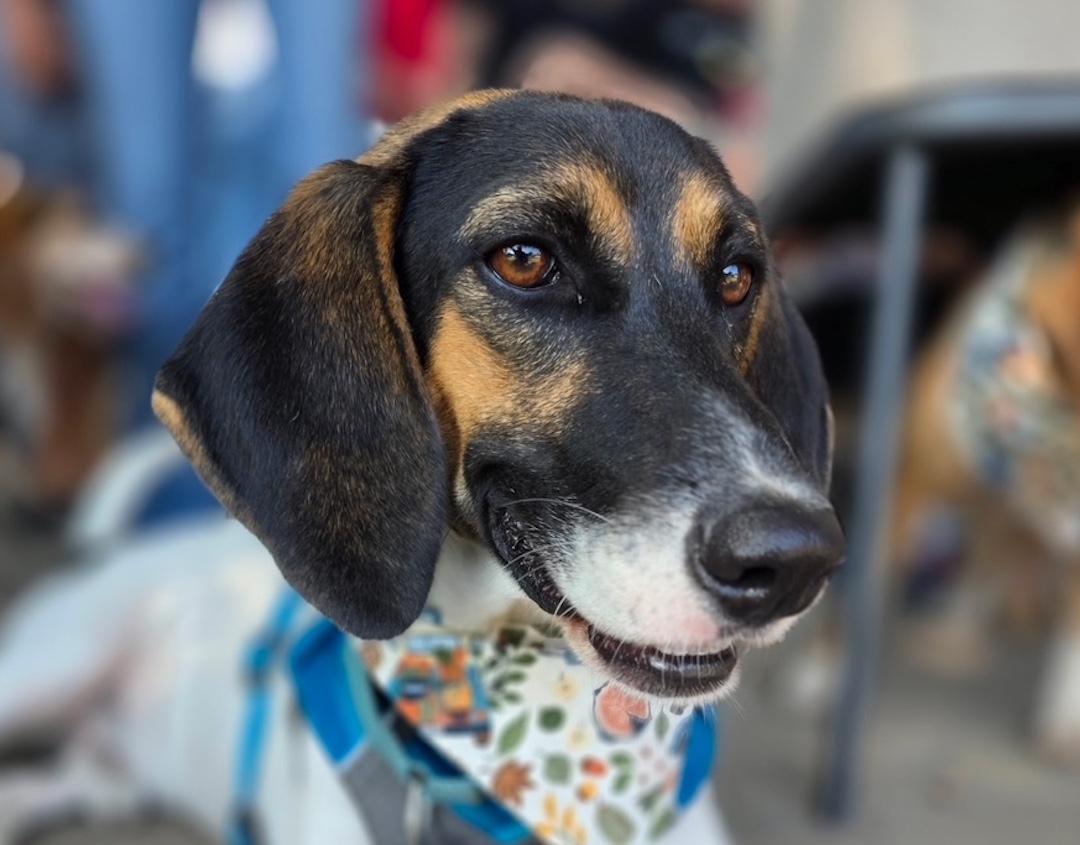 Pecan, a Adoptable mixed breed in Tomball, TX image 1/6