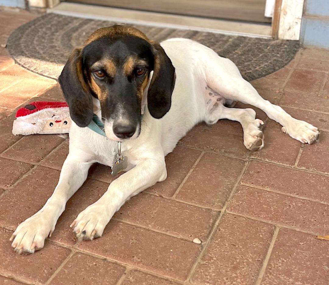 Pecan, a Adoptable mixed breed in Tomball, TX image 4/6