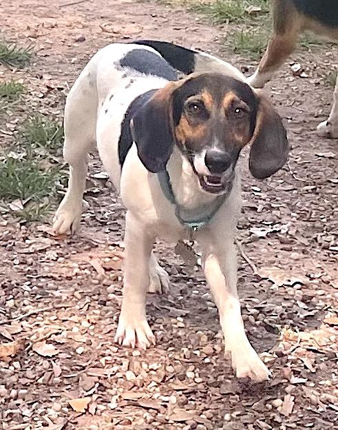 Pecan, a Adoptable mixed breed in Tomball, TX image 6/6