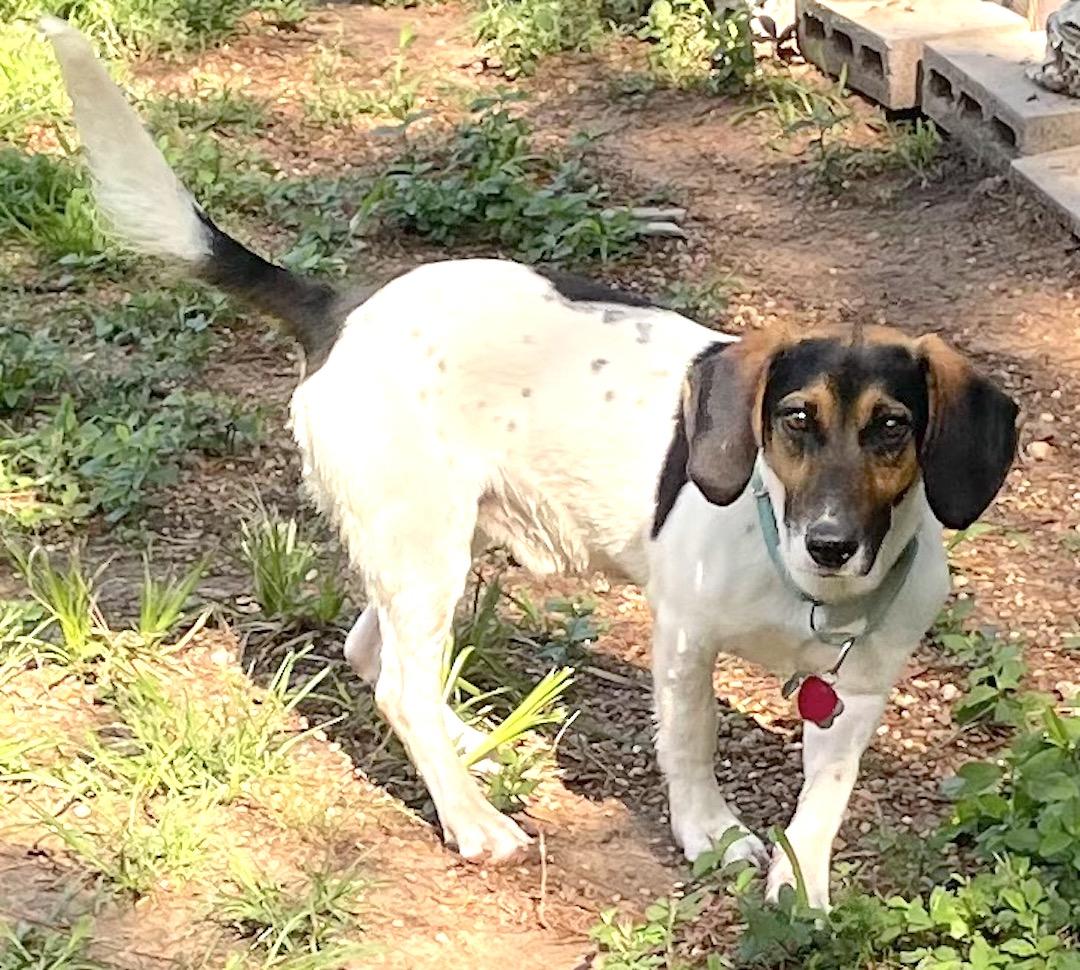 Pecan, a Adoptable mixed breed in Tomball, TX image 5/6