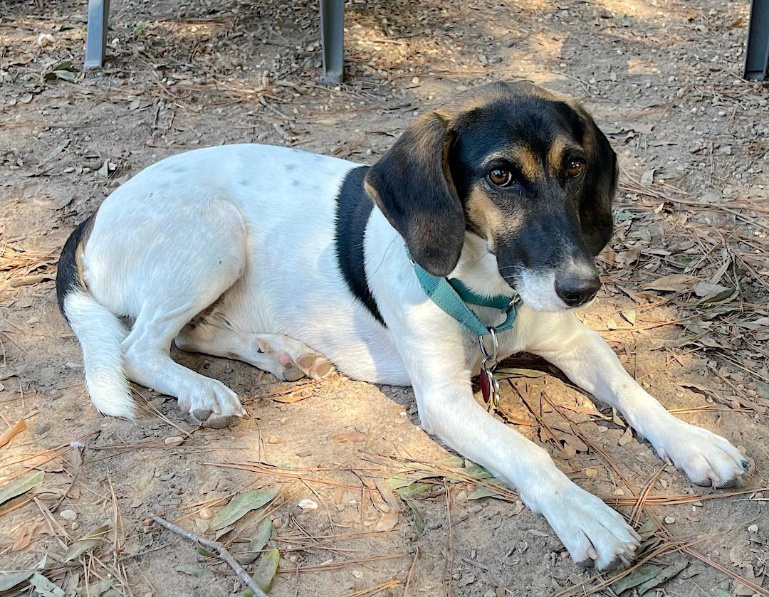 Pecan, a Adoptable mixed breed in Tomball, TX image 2/6