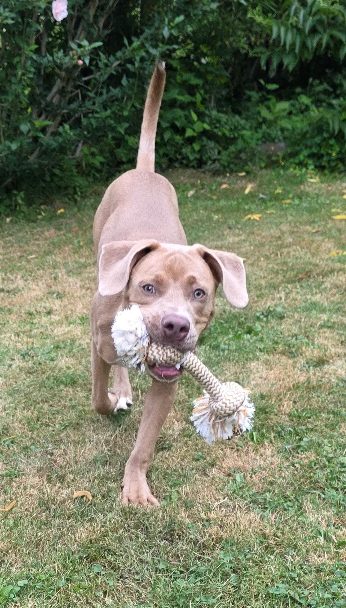 Quincy, an adopted Mixed Breed in Buffalo, NY image 1/5