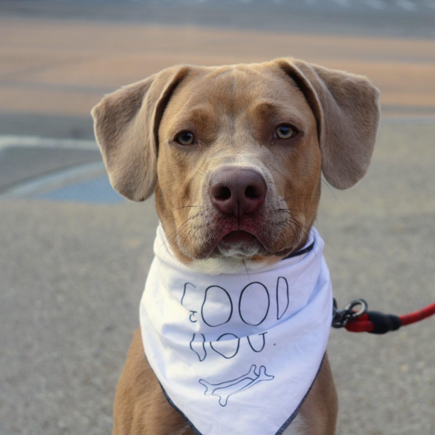 Quincy, an adopted Mixed Breed in Buffalo, NY image 2/5