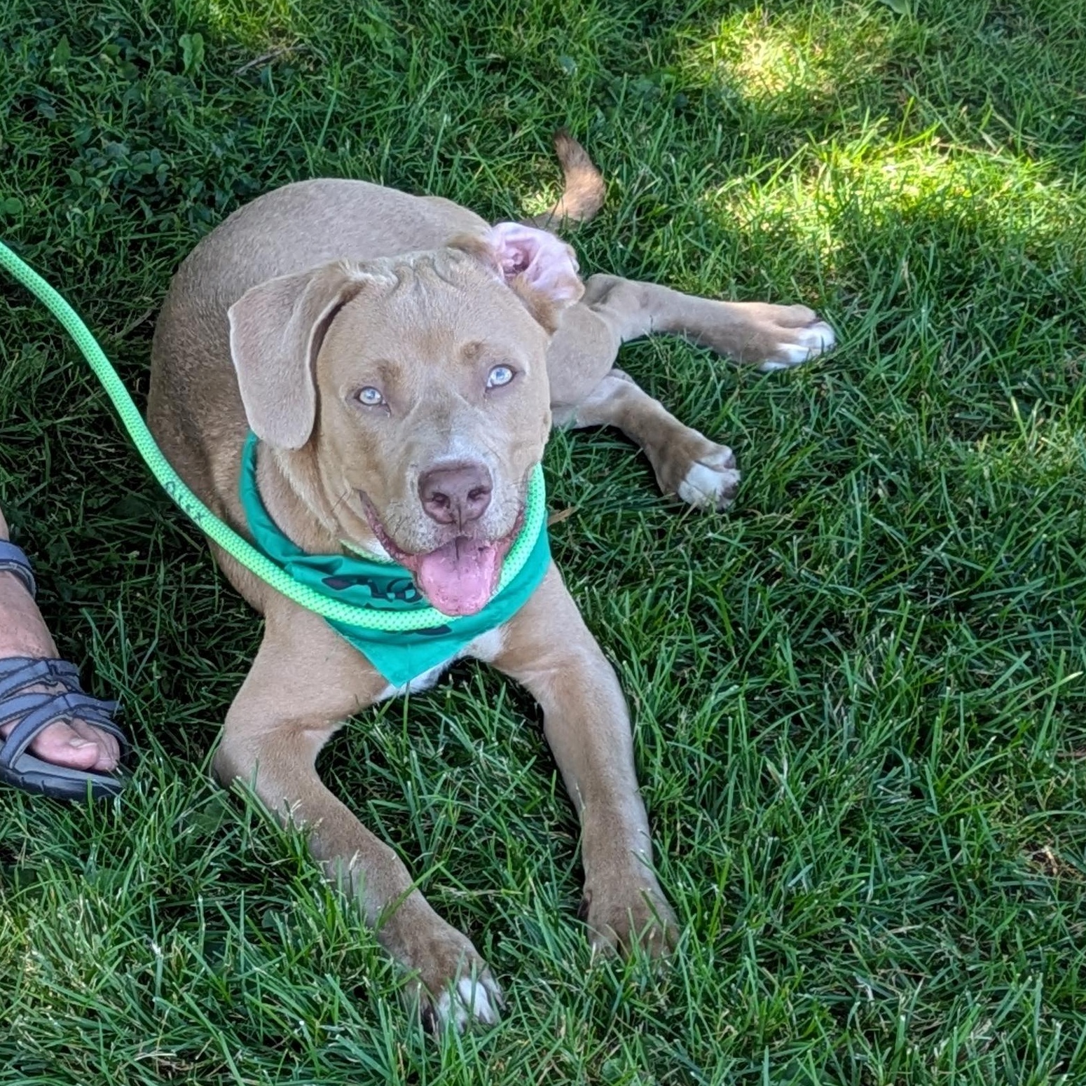 Quincy, an adopted Mixed Breed in Buffalo, NY image 4/5