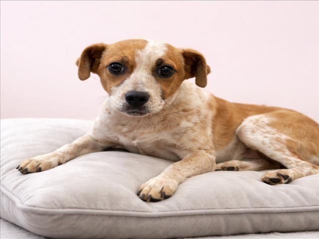 Enlarge BABY SPICE, a Adoptable mixed breed in Cookeville, TN image 1/1