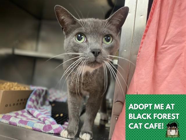 Enlarge TWINKLE, a Adoptable Domestic Short Hair in Fort Wayne, IN image 1/1