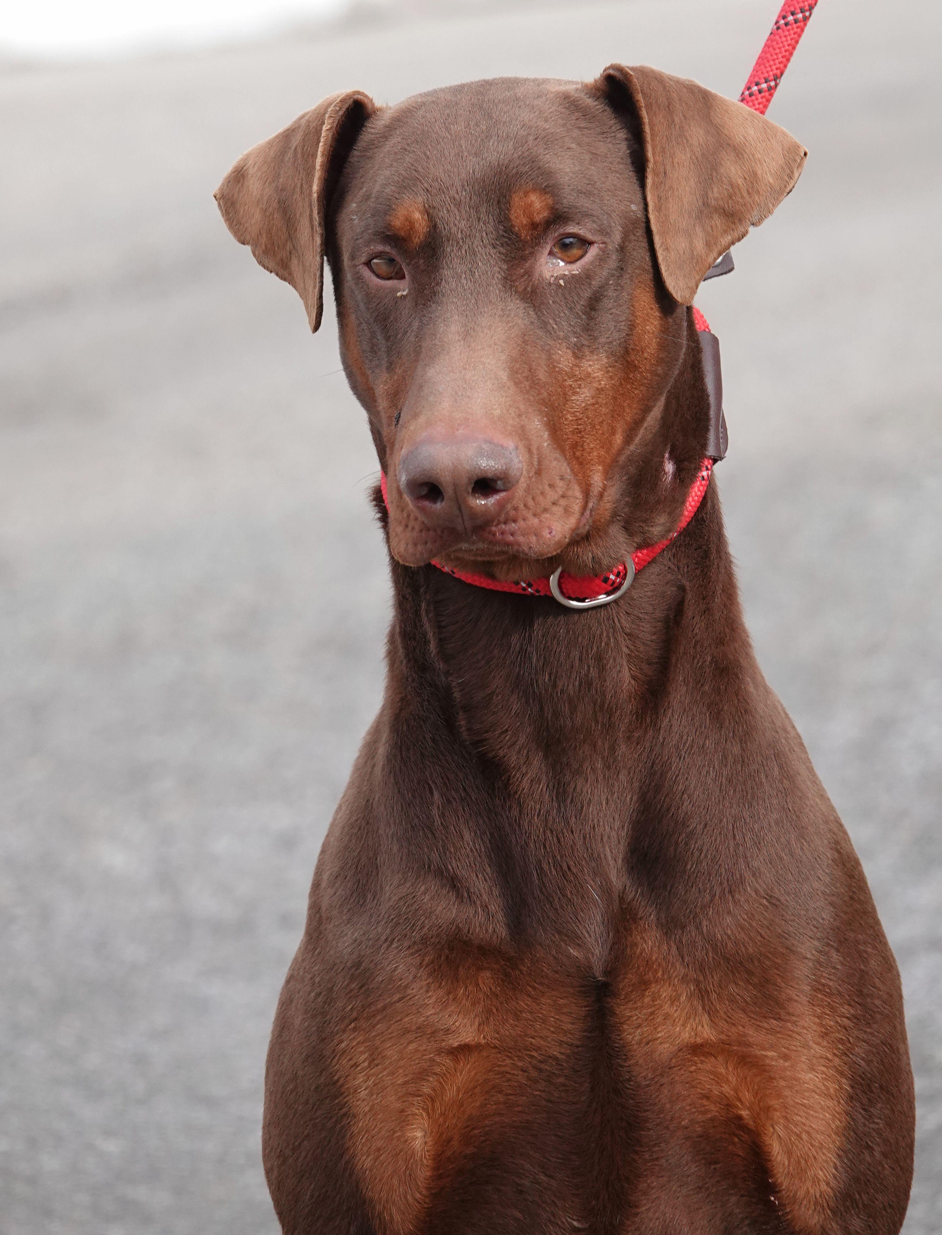 Clark - ADOPTED, an adoption pending Doberman Pinscher in Millfield, OH image 5/5