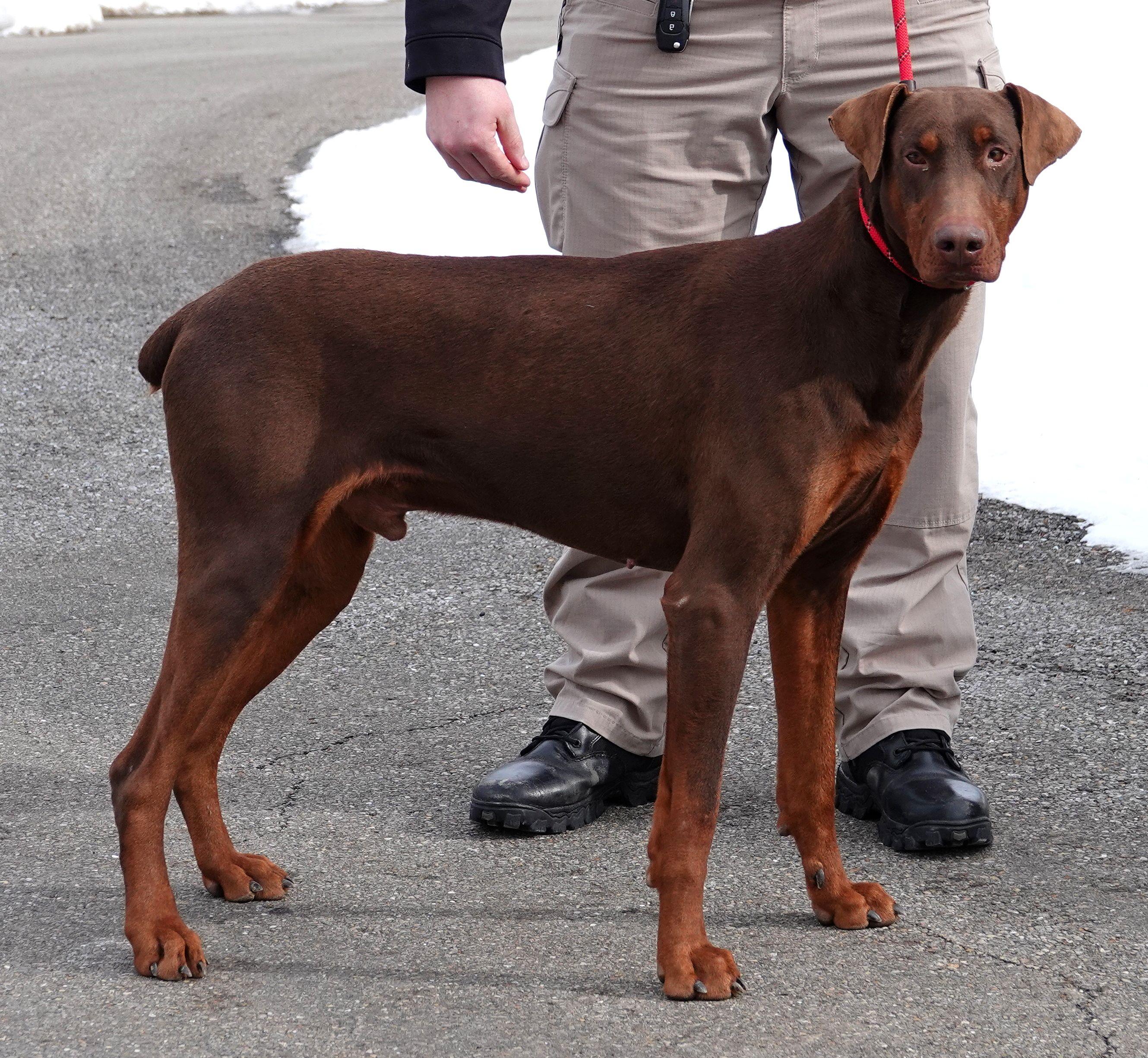 Clark - ADOPTED, an adoption pending Doberman Pinscher in Millfield, OH image 2/5