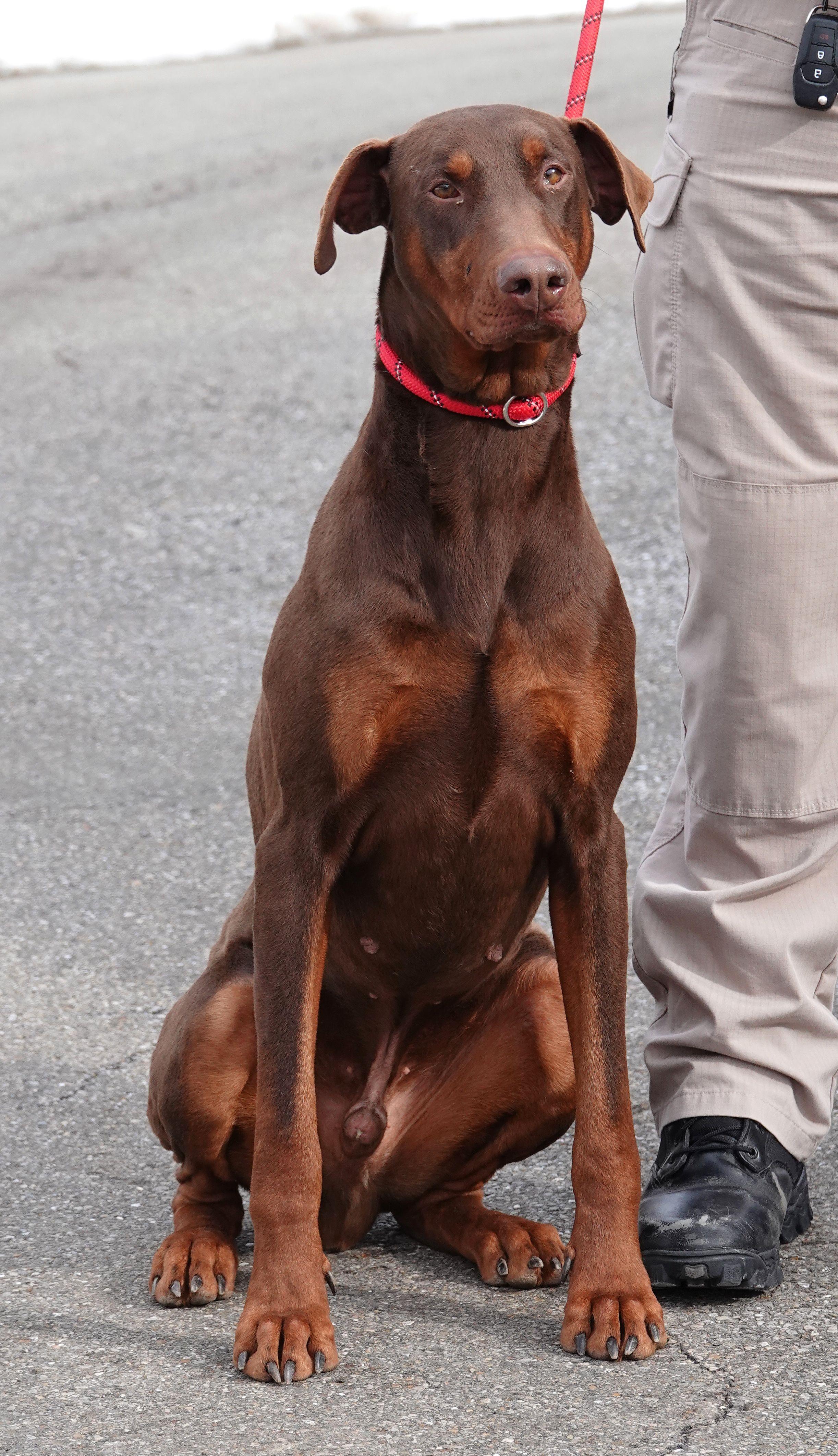 Clark - ADOPTED, an adoption pending Doberman Pinscher in Millfield, OH image 4/5