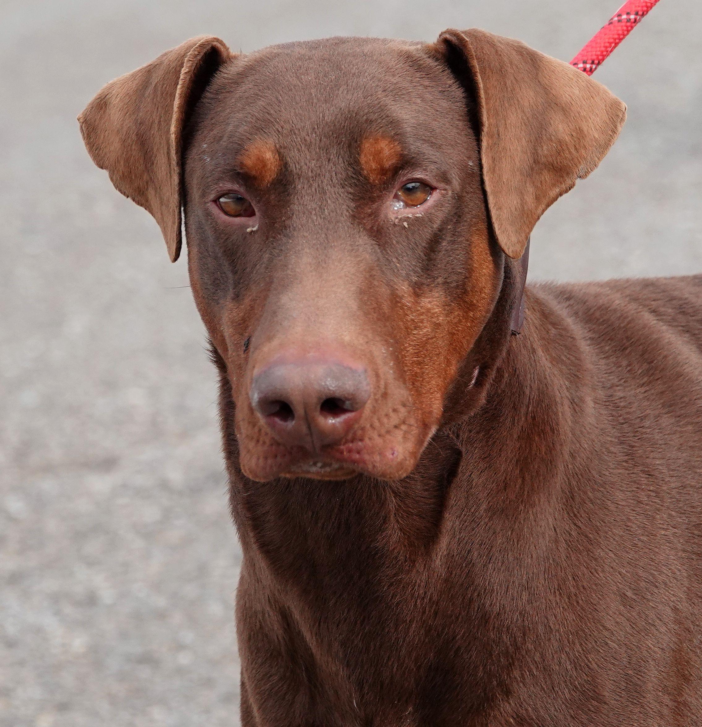 Clark - ADOPTED, an adoption pending Doberman Pinscher in Millfield, OH image 1/5