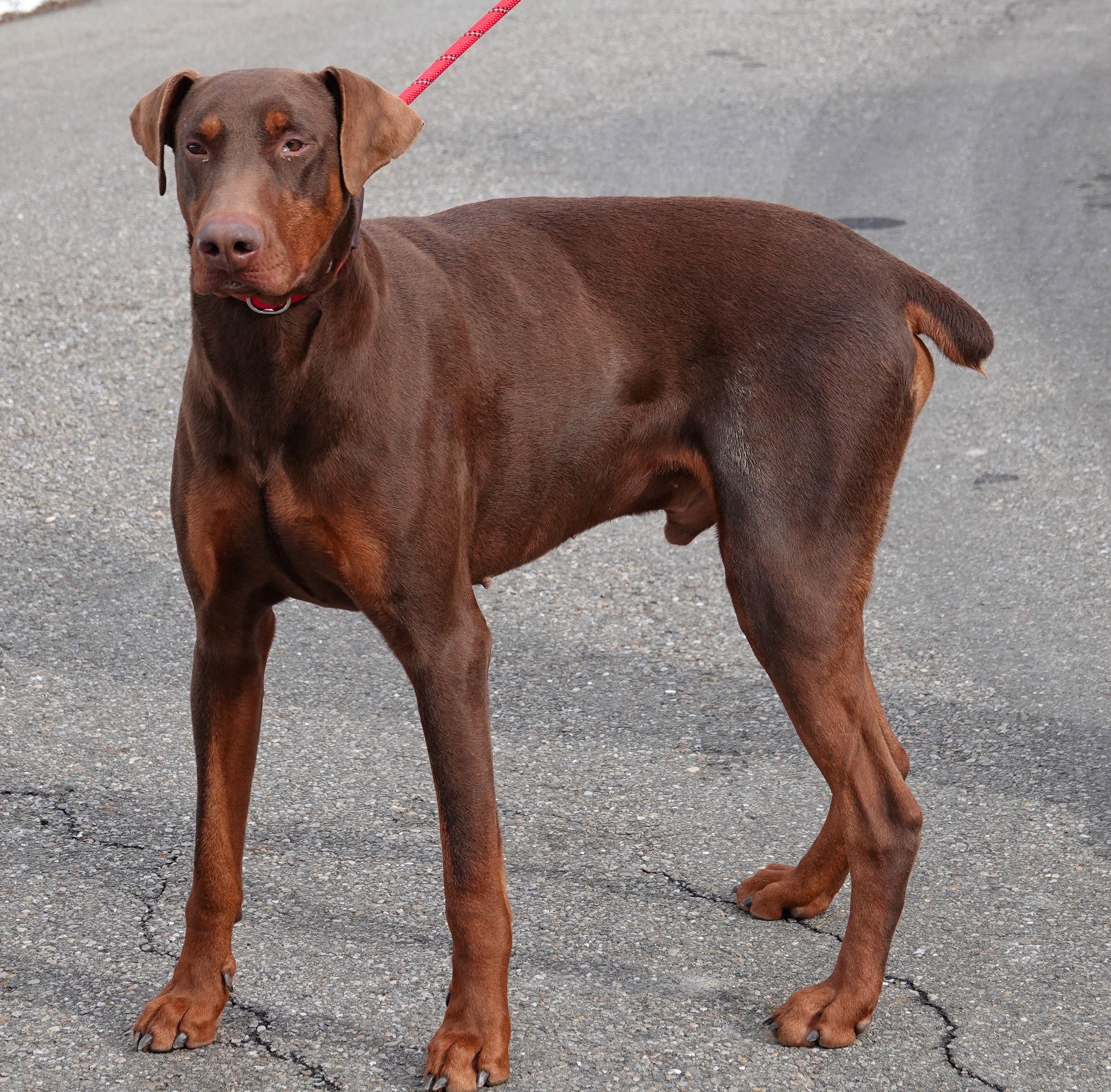 Clark - ADOPTED, an adoption pending Doberman Pinscher in Millfield, OH image 3/5