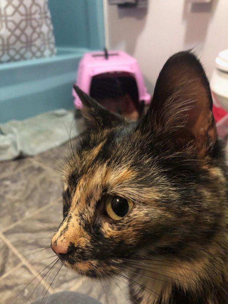 Confetti — thumbnail 2