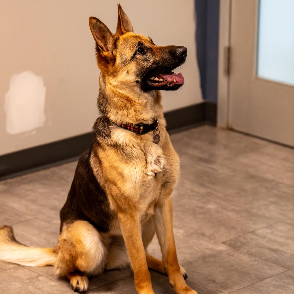 Nova, a Adoptable German Shepherd Dog in Kennebunk, ME image 1/6