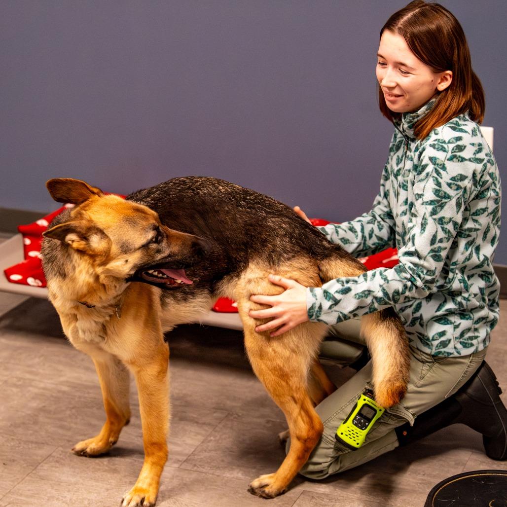 Nova, a Adoptable German Shepherd Dog in Kennebunk, ME image 2/6
