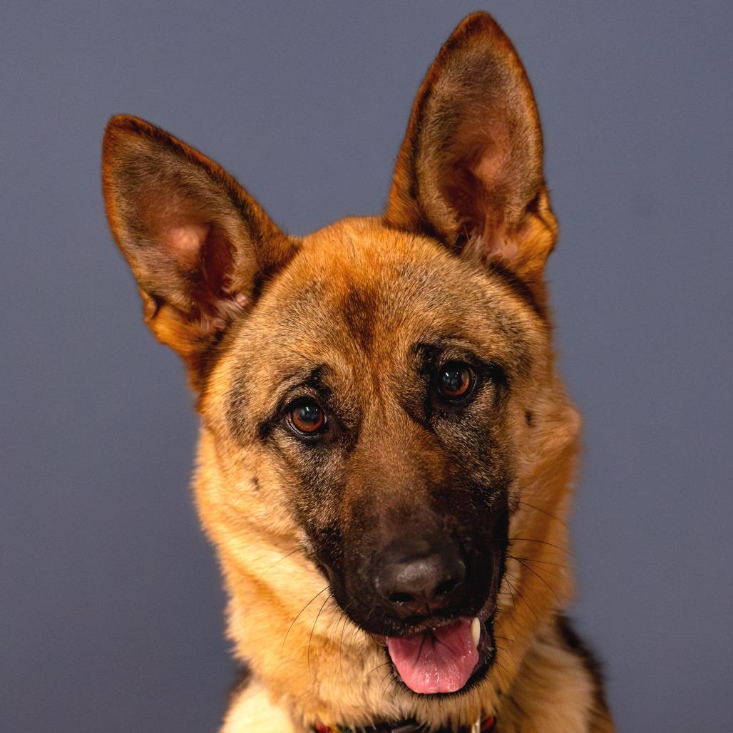 Nova, a Adoptable German Shepherd Dog in Kennebunk, ME image 4/6