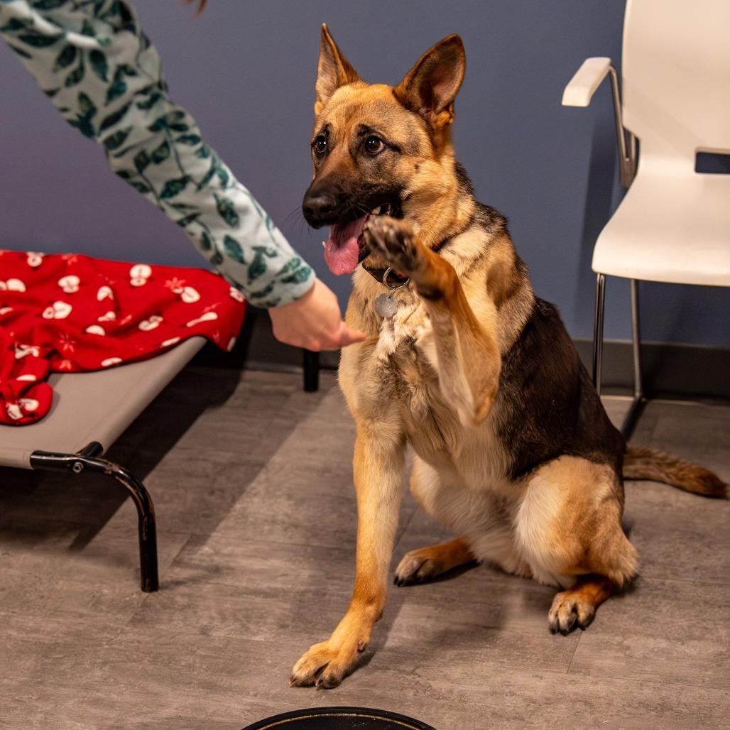 Nova, a Adoptable German Shepherd Dog in Kennebunk, ME image 6/6