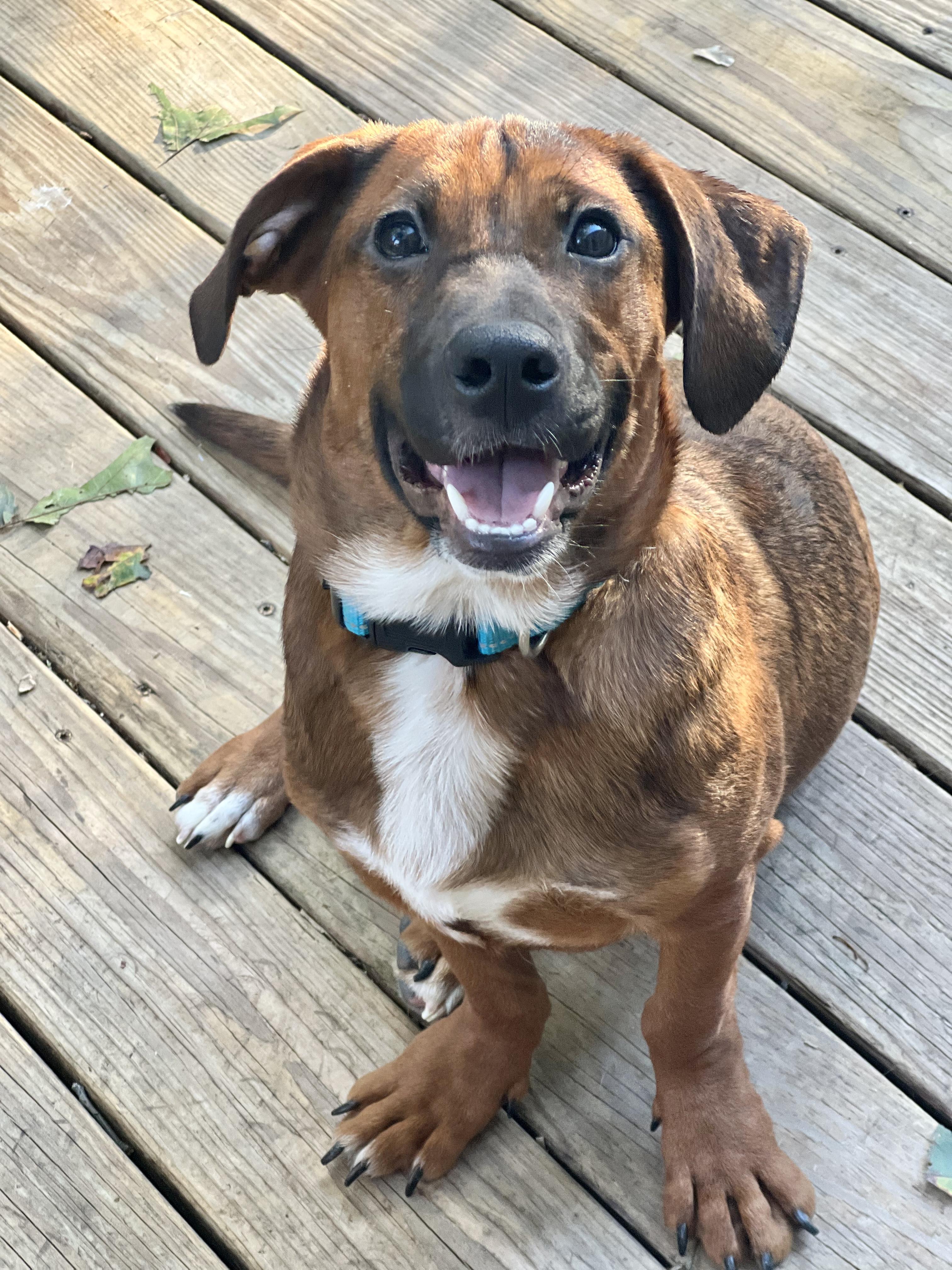 Bentley, a Adoptable mixed breed in Levittown, NY image 4/6