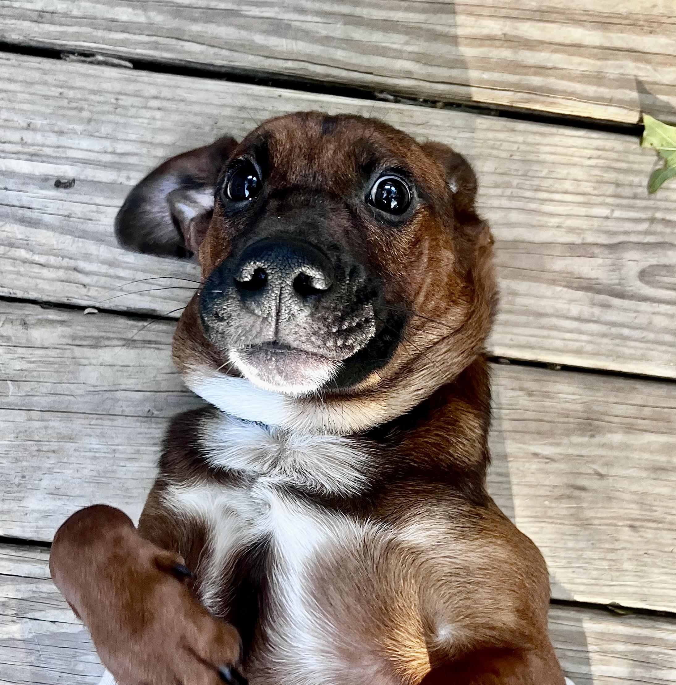 Bentley, a Adoptable mixed breed in Levittown, NY image 6/6