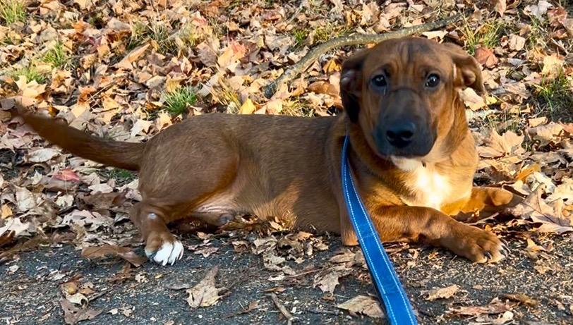 Bentley, a Adoptable mixed breed in Levittown, NY image 5/6
