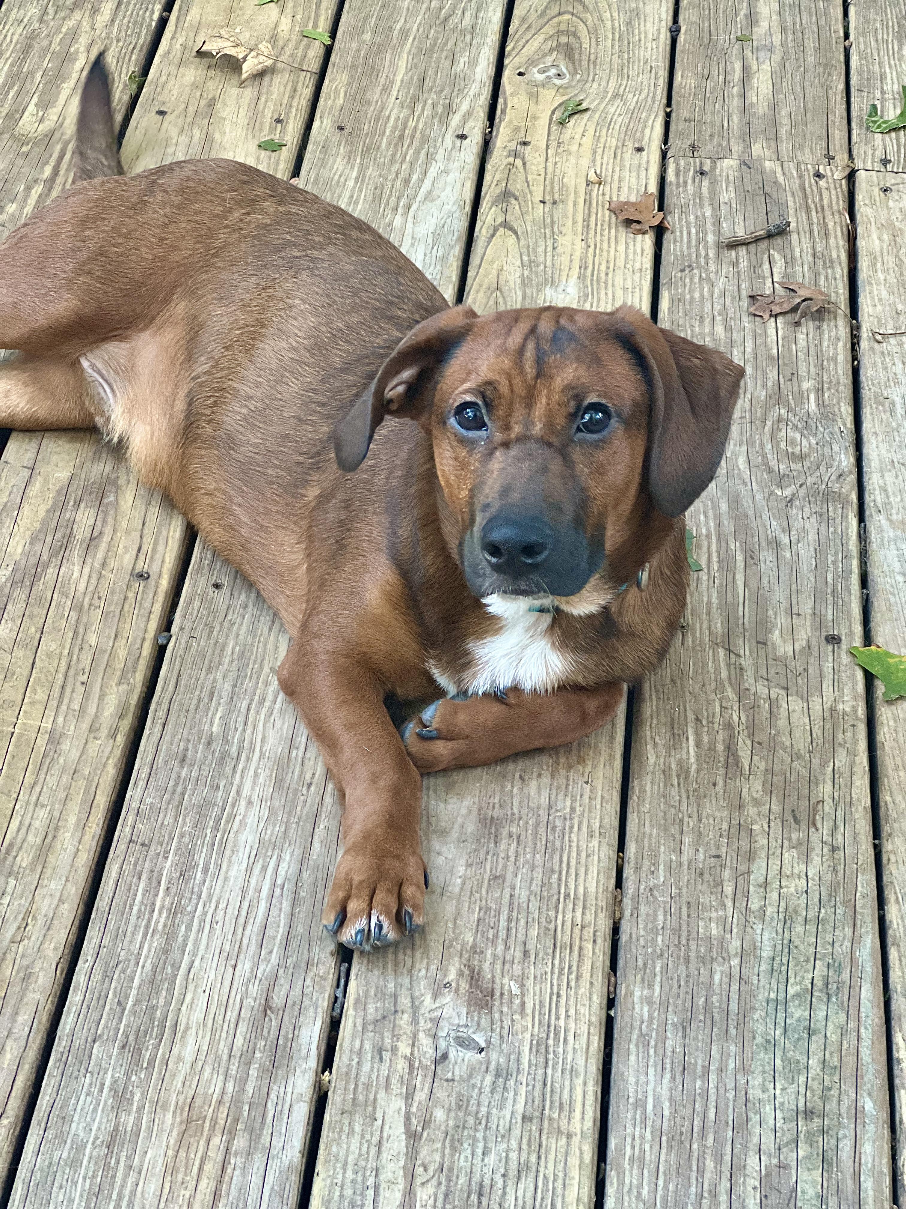 Bentley, a Adoptable mixed breed in Levittown, NY image 2/6