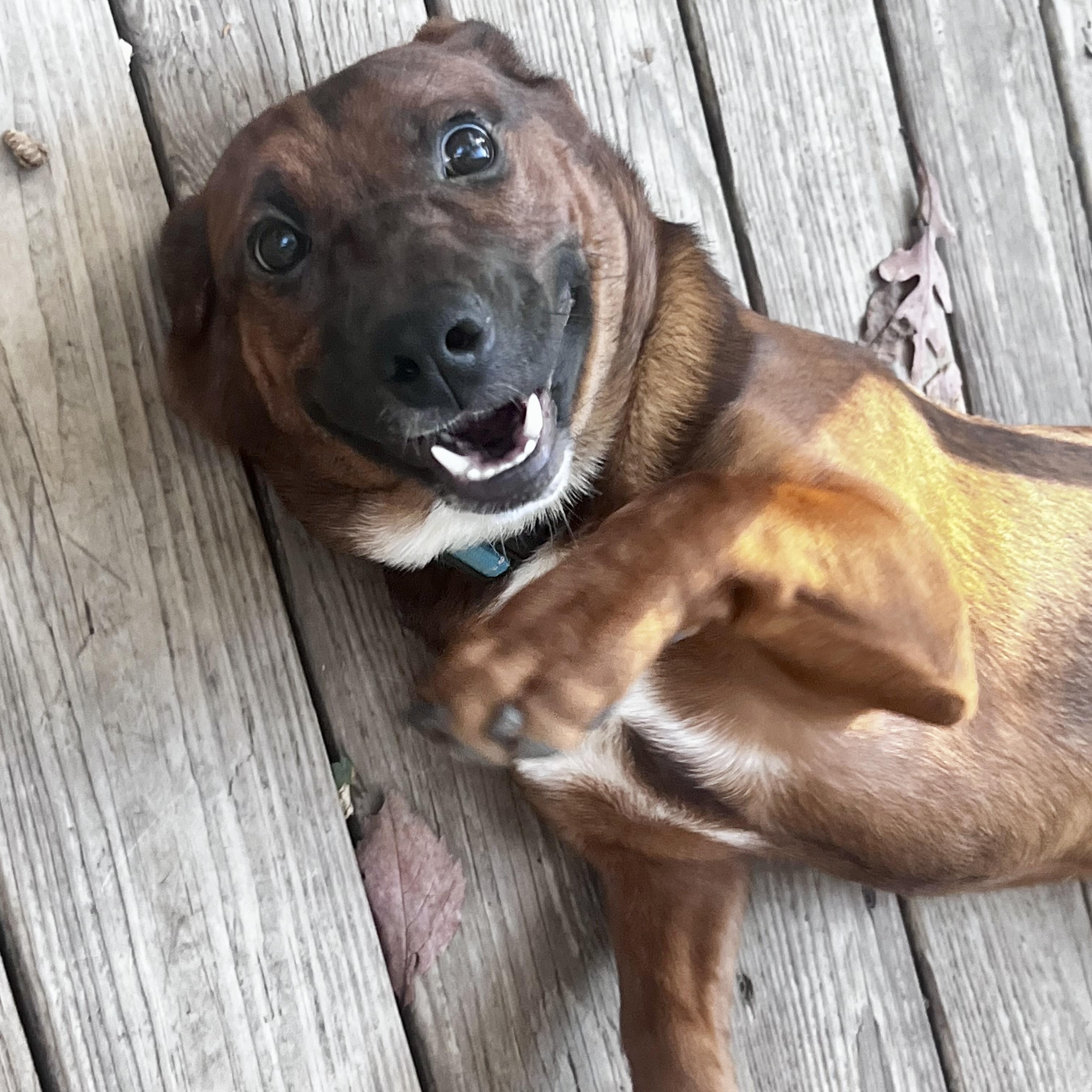 Bentley, a Adoptable mixed breed in Levittown, NY image 1/6