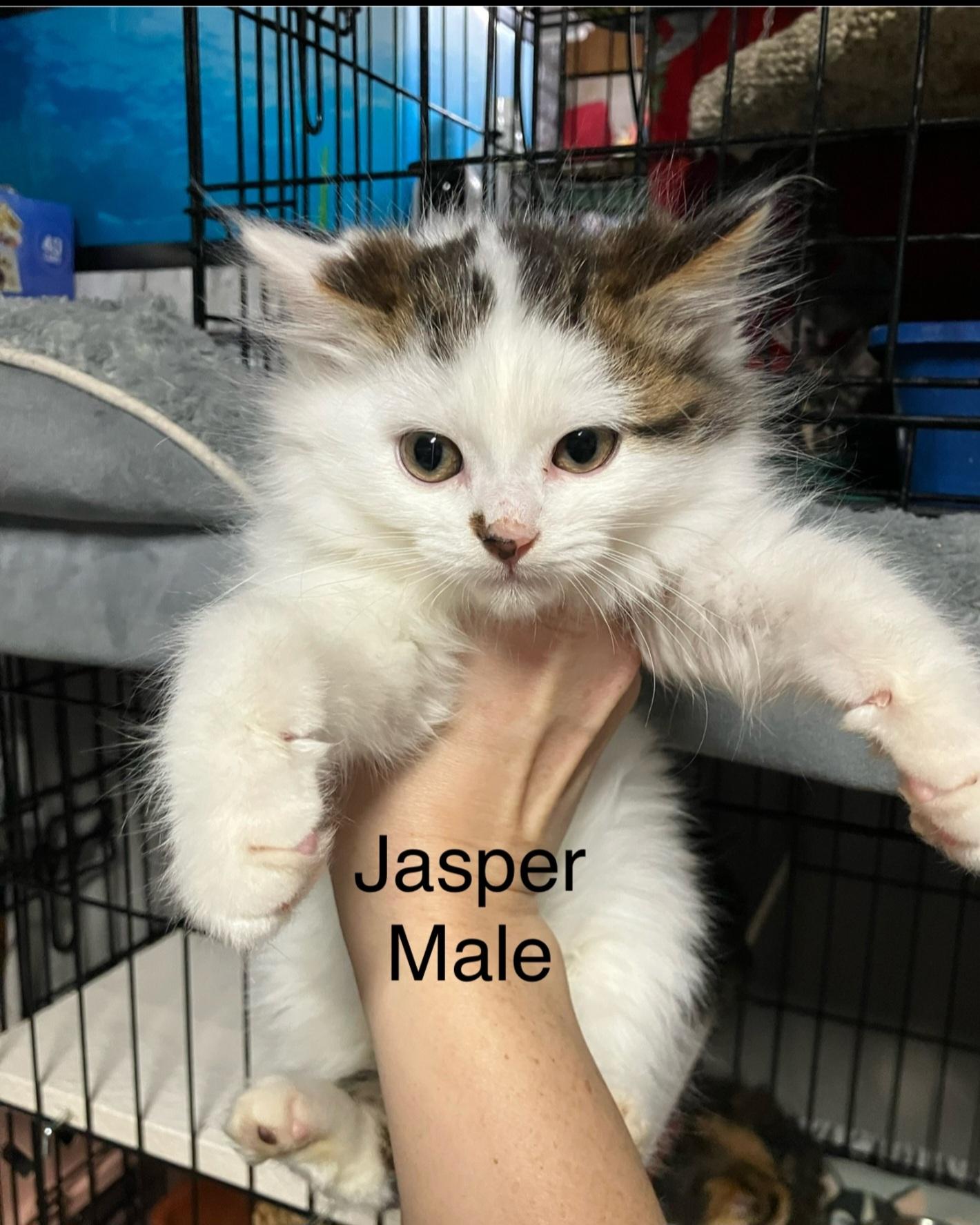 Enlarge JASPER, a ADOPTABLE mixed breed in Harrison, MI image 1/1