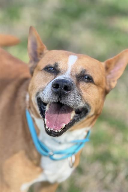 LYRIC, Adoptable, Young Male Labrador Retriever & Mixed Breed.