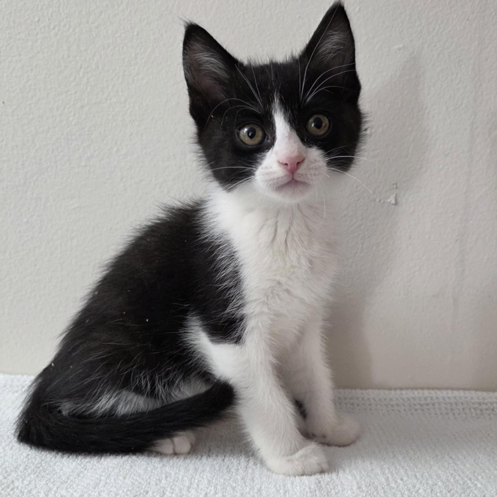 Pre-Adoption: Paladin, Baby Male unknown