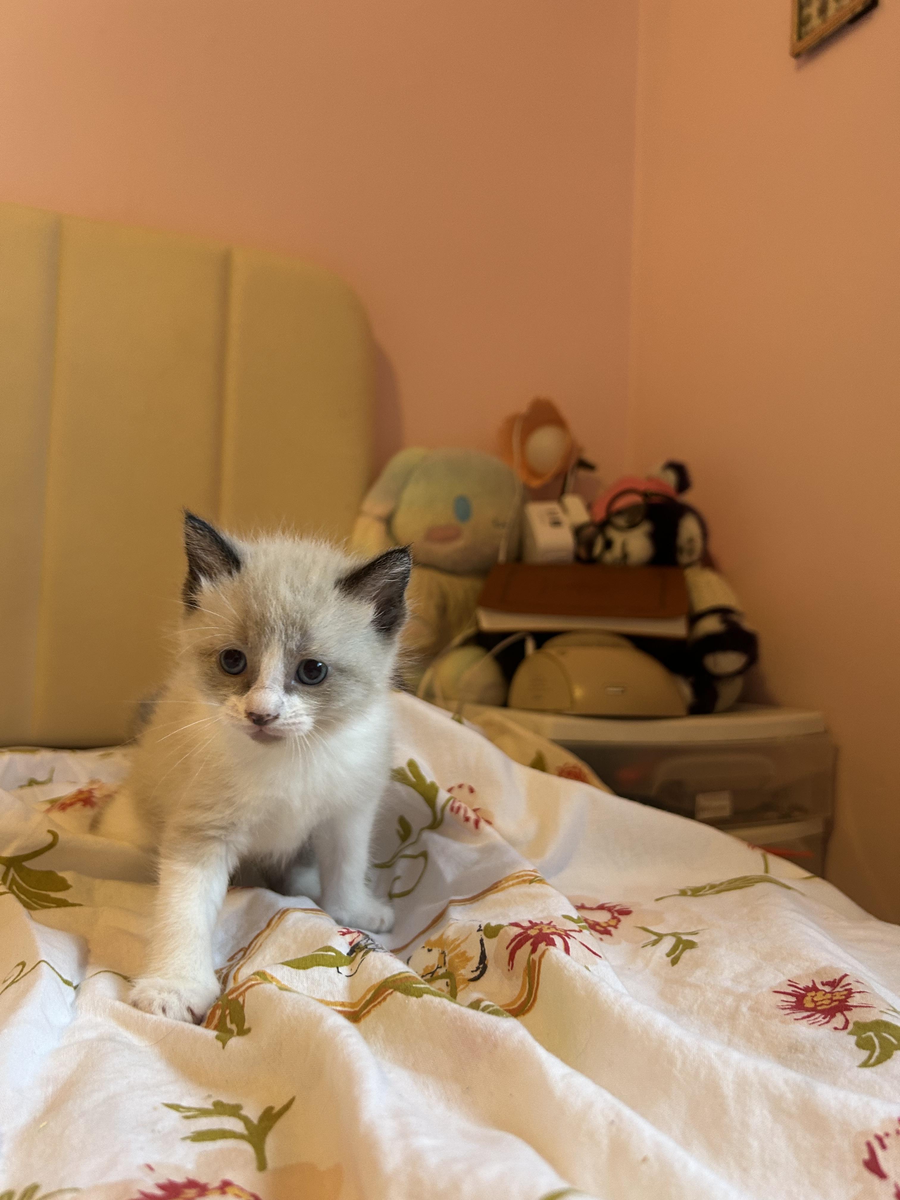 Hircine, Adoptable, Kitten Male Snowshoe.