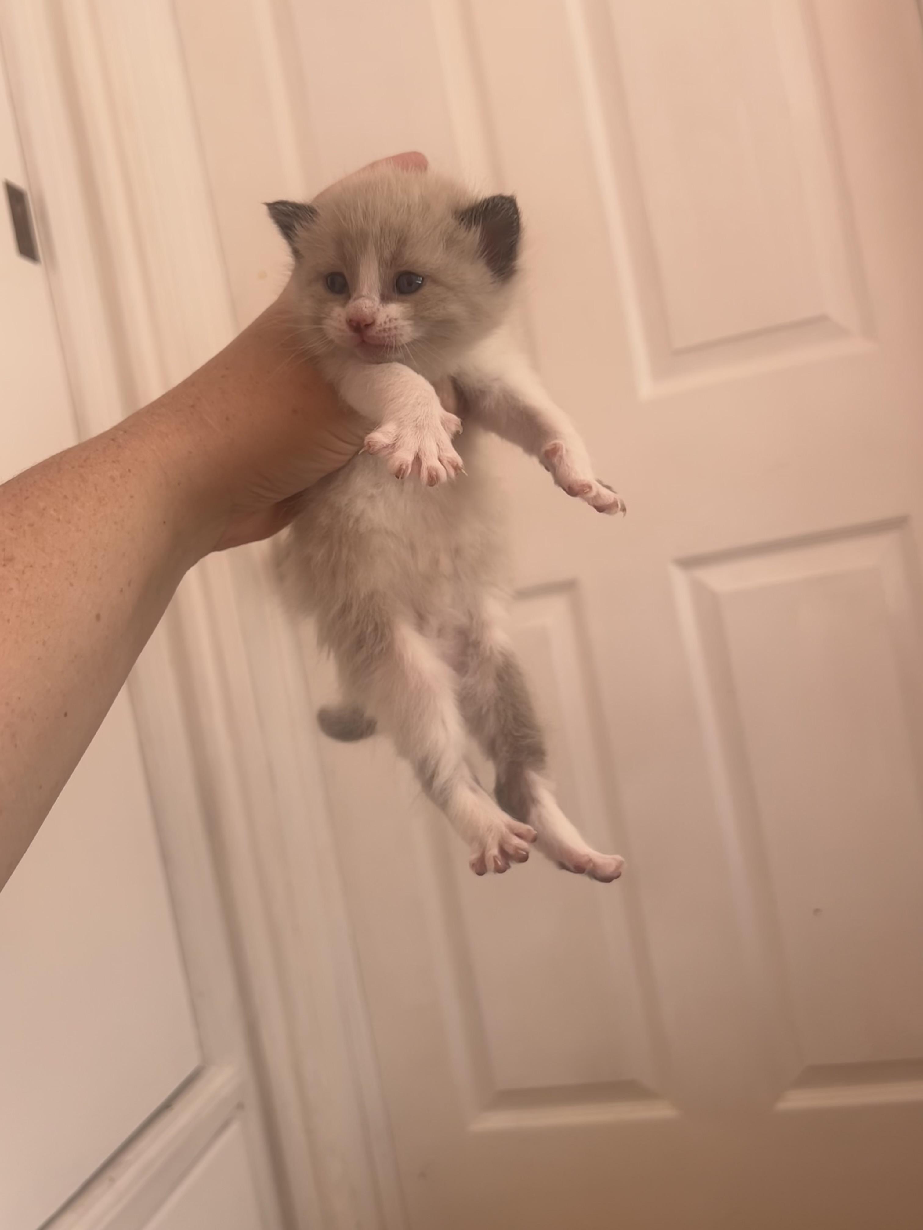 Hircine, a Adoptable Snowshoe in Fruit Heights, UT image 2/3