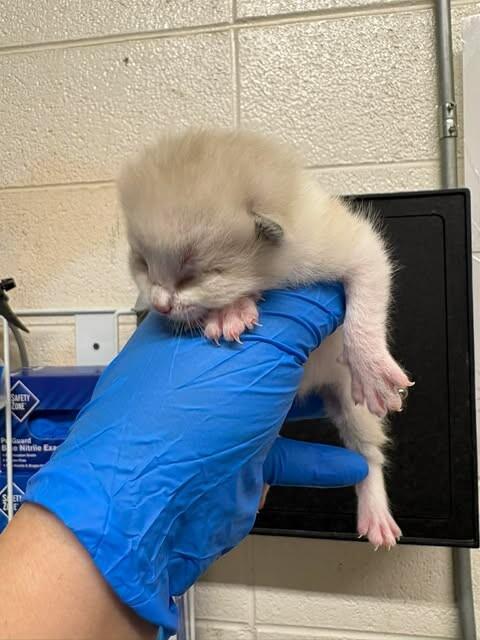 Hircine, a Adoptable Snowshoe in Fruit Heights, UT image 3/3