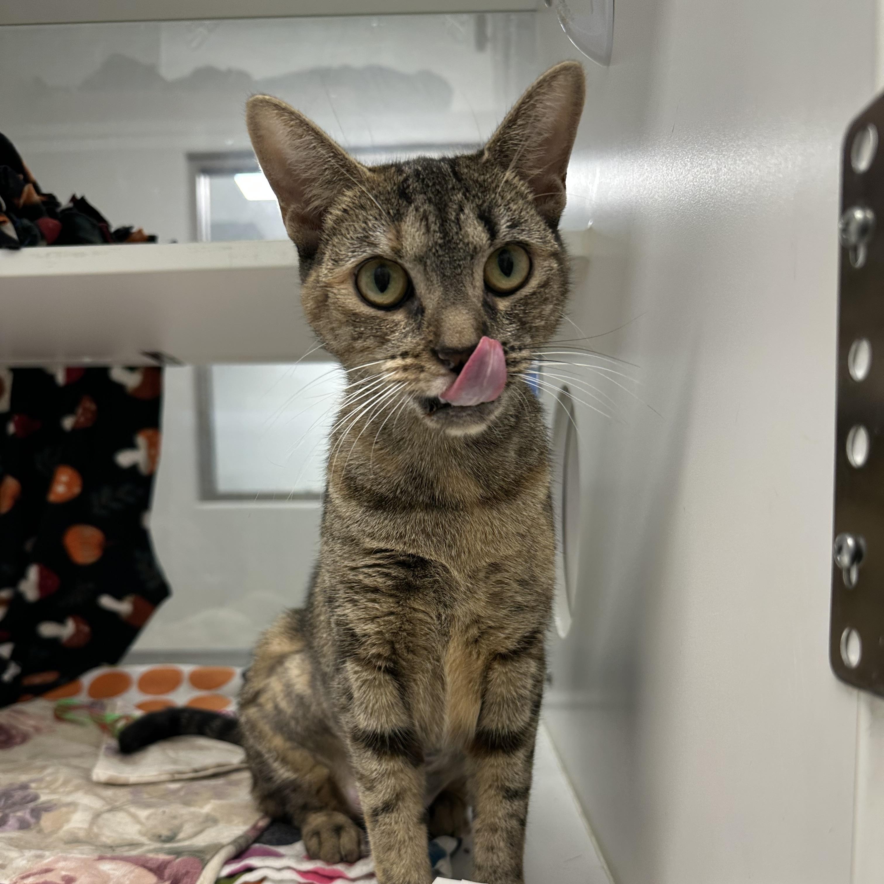 Enlarge Shoshanna (ID 52922), a Adoptable Domestic Short Hair in Manassas, VA image 2/2