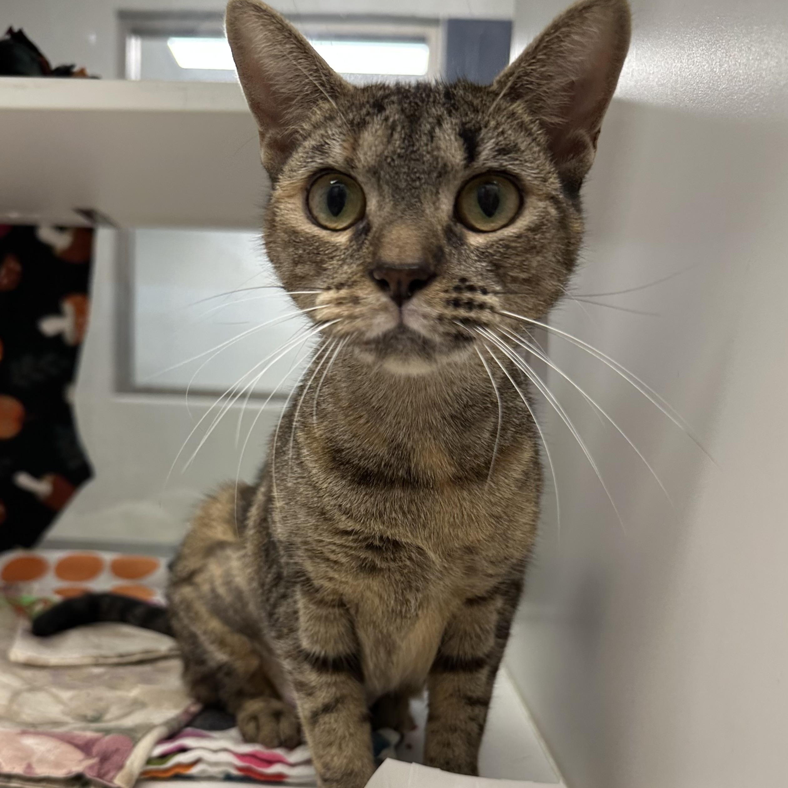 Shoshanna (ID 52922), Adoptable, Young Female Domestic Short Hair.