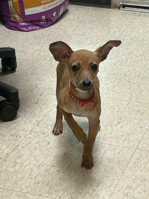 Dobby A216143, adopted, Puppy Male Chihuahua.