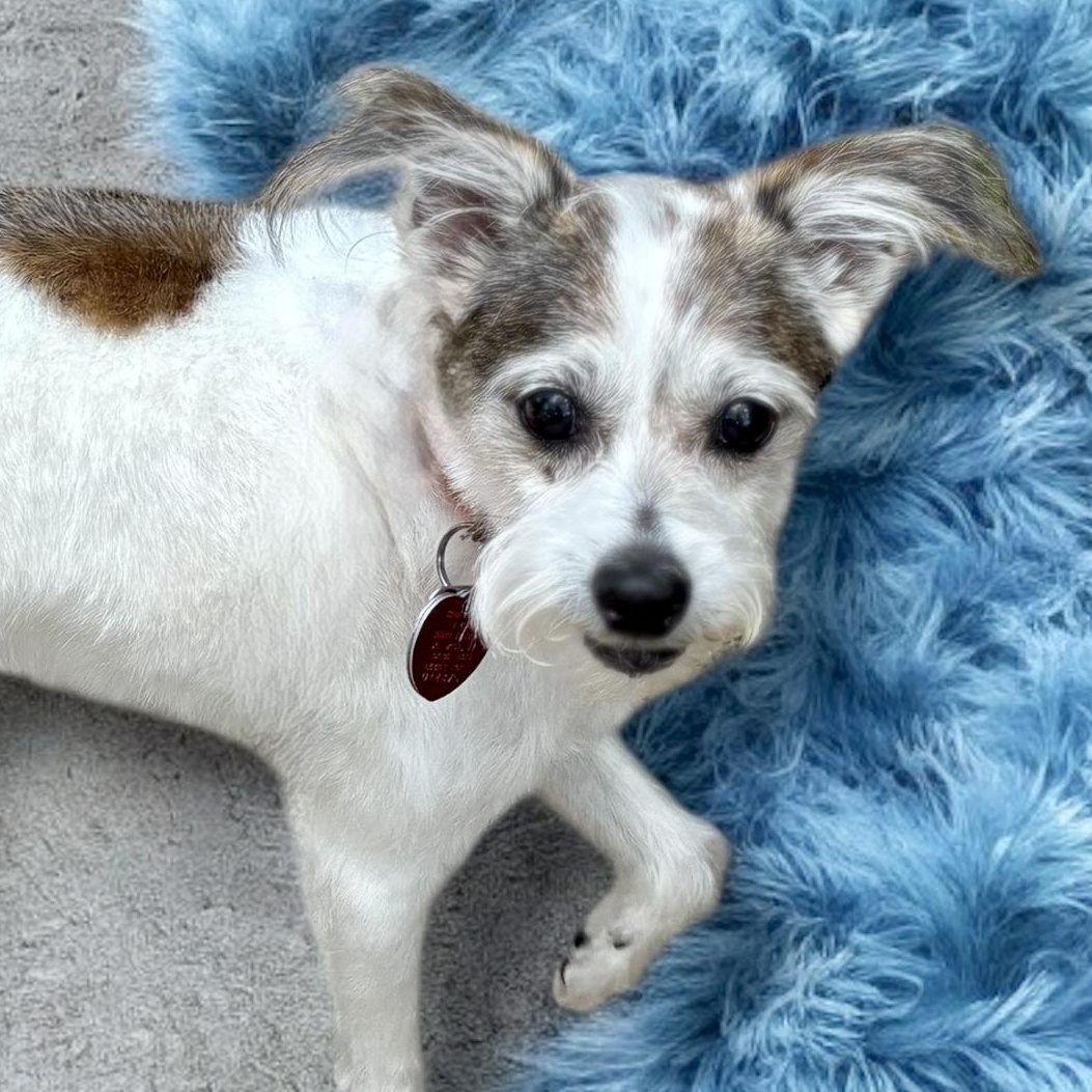 Tuck, Senior Male Miniature Schnauzer