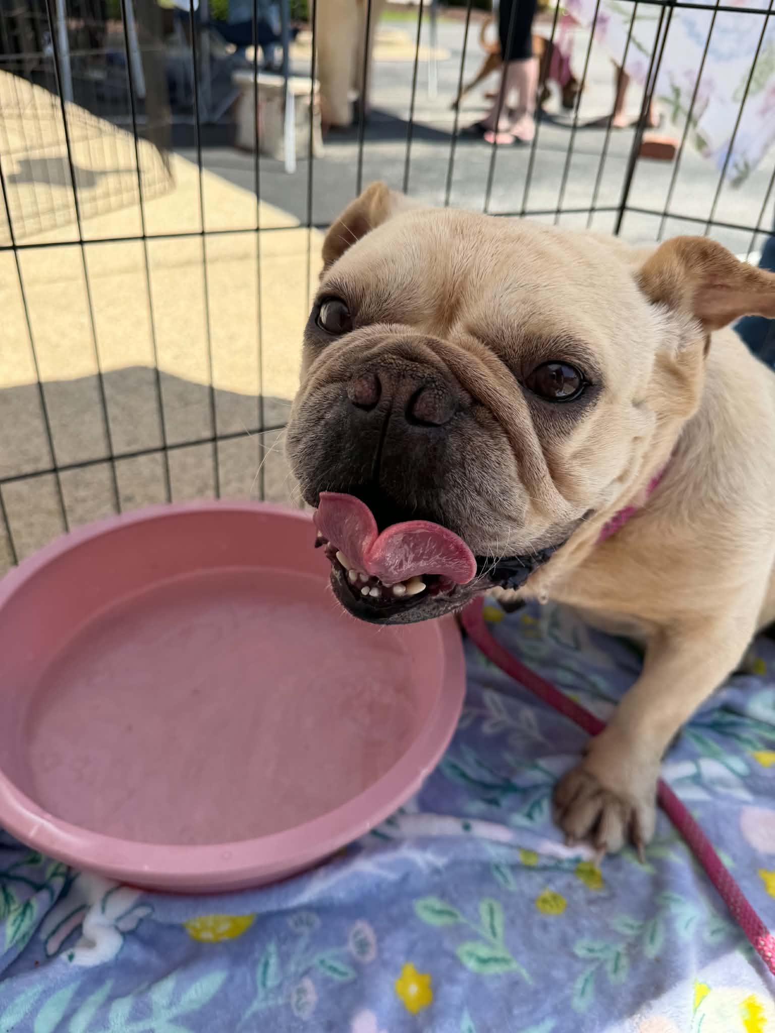 Repo, adopted, Adult Male French Bulldog.