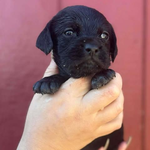 Enlarge Neo, a Adoptable mixed breed in Houston, TX image 2/3