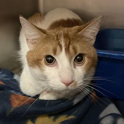 Stewart, ADOPTABLE, Adult Male Domestic Short Hair.