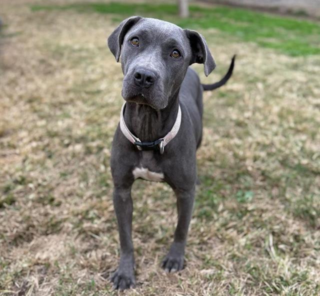 ABBY, Adoptable, Young Female American Staffordshire Terrier & Mixed Breed.