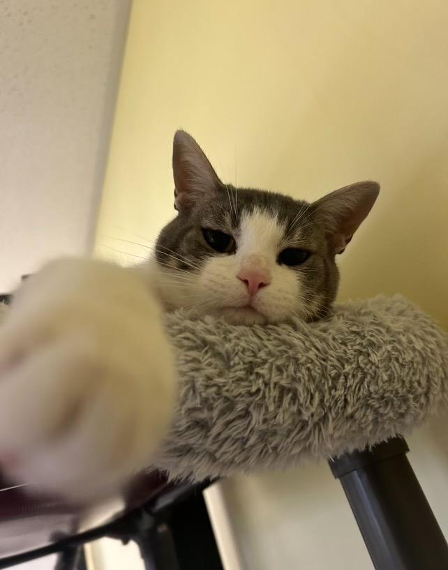 Tsunami, Adoptable, Young Male Domestic Short Hair.