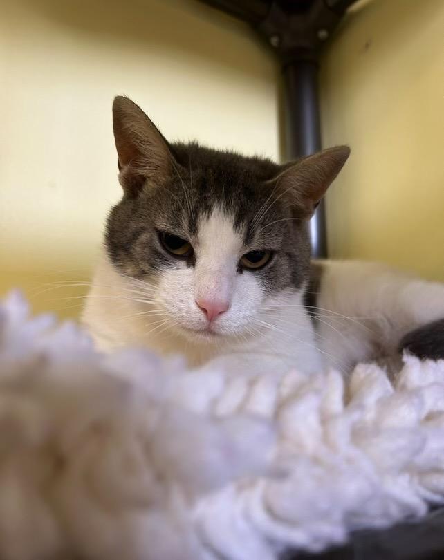Enlarge Tsunami, a Adoptable mixed breed in Blountville, TN image 2/5