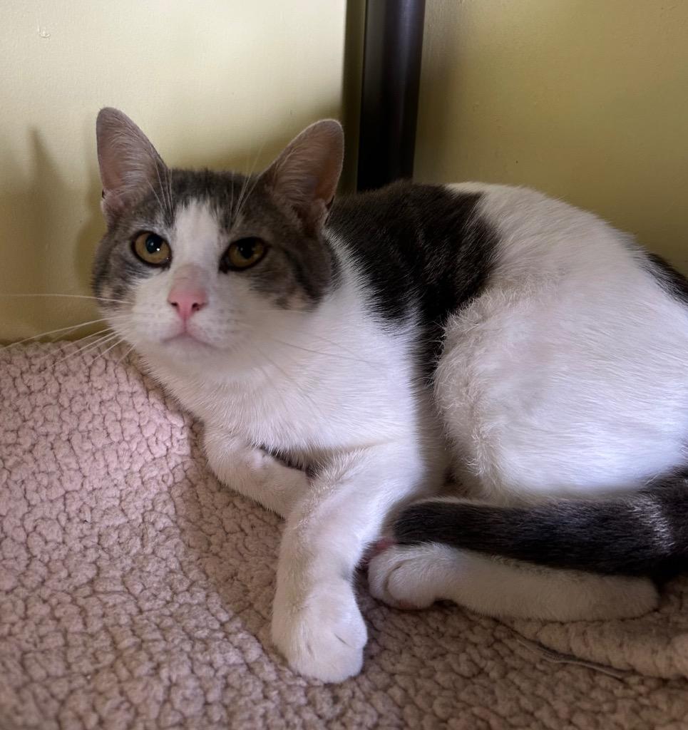 Enlarge Tsunami, a Adoptable mixed breed in Blountville, TN image 3/5