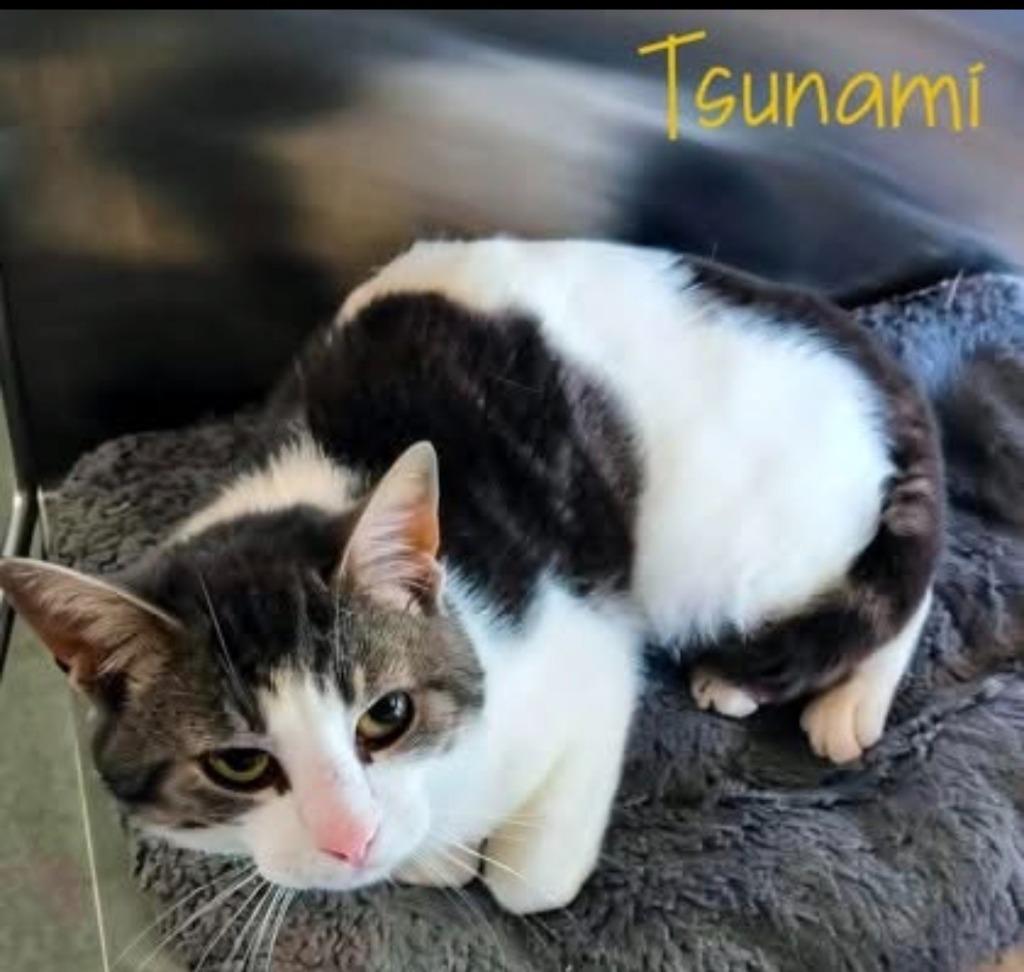 Enlarge Tsunami, a Adoptable mixed breed in Blountville, TN image 4/5