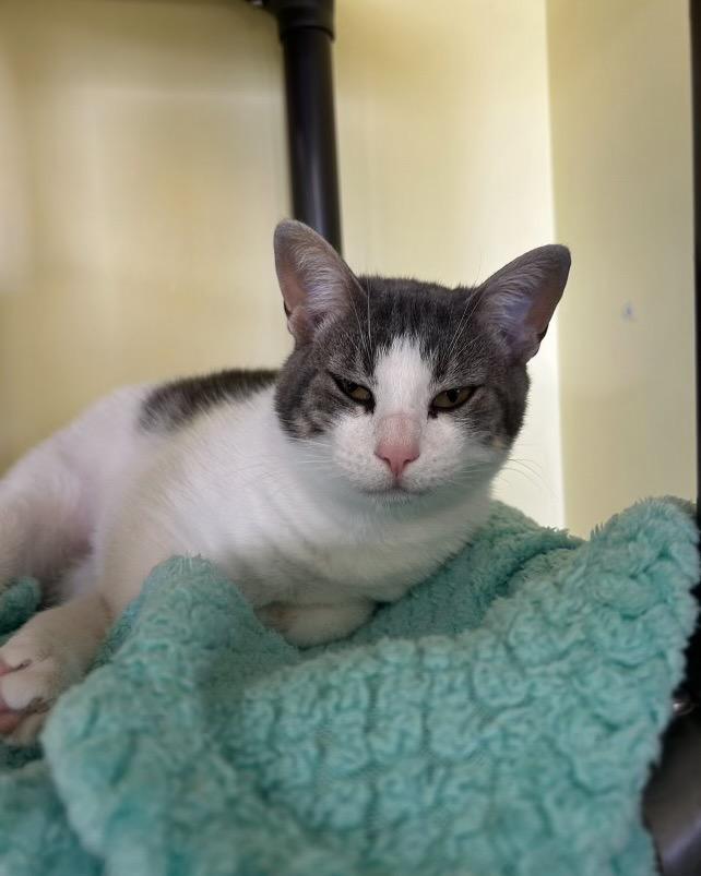 Enlarge Tsunami, a Adoptable mixed breed in Blountville, TN image 5/5