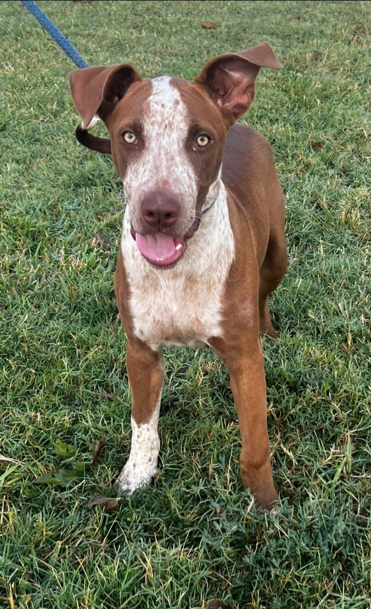Enlarge Cooper, a Adoptable Hound in Pryor, OK image 1/1