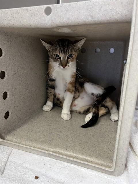 Crystal A061218, Adoptable, Young Female Domestic Medium Hair.