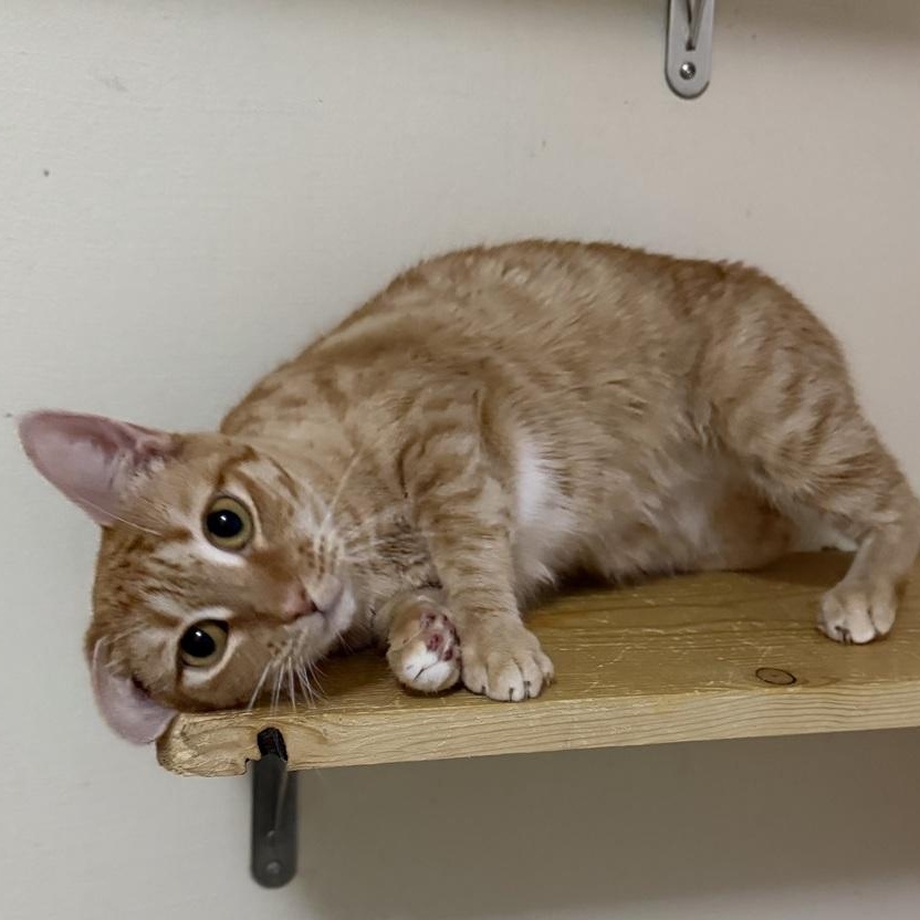 Ginny Weasley, Adoptable, Adult Female Domestic Short Hair.