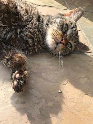 Enlarge BEE  (seeking sponsors), a Adoptable mixed breed in Malibu, CA image 1/12